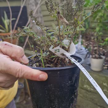 Fidan Süs Bitkilerinde Yanlış Ürün Gönderimi Ve Müşteri Hizmetlerinden Cevap Yok