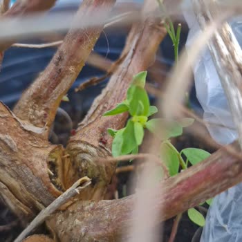 Fidan Süs Bitkilerinde Yanlış Ürün Gönderimi Ve Müşteri Hizmetlerinden Cevap Yok