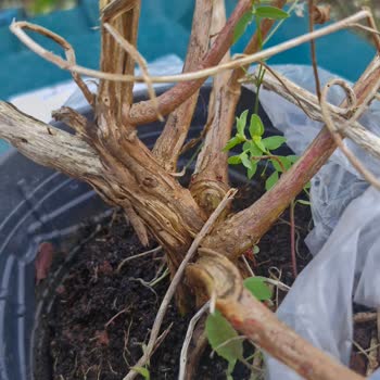 Fidan Süs Bitkilerinde Yanlış Ürün Gönderimi Ve Müşteri Hizmetlerinden Cevap Yok