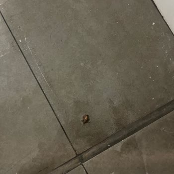 Palm City Otel | Akhisar Otelinde Kirli Banyo Ve Umursamaz Personel