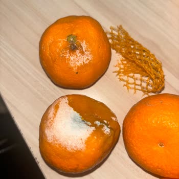 Migros Sanal Market'ten Çürük Mandalina Ve Açıklamasız İade Süreci