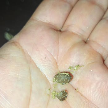 Çelik Kuruyemiş Siyah Çekirdekte Fare Kirliliğine Benzer Madde Tespit Edildi