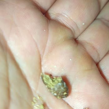 Çelik Kuruyemiş Siyah Çekirdekte Fare Kirliliğine Benzer Madde Tespit Edildi