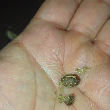 Çelik Kuruyemiş Siyah Çekirdekte Fare Kirliliğine Benzer Madde Tespit Edildi