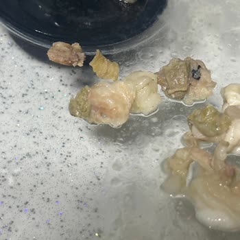 Akşeker Group Hijyenik Olmayan Ve Kalitesiz Kokoreç