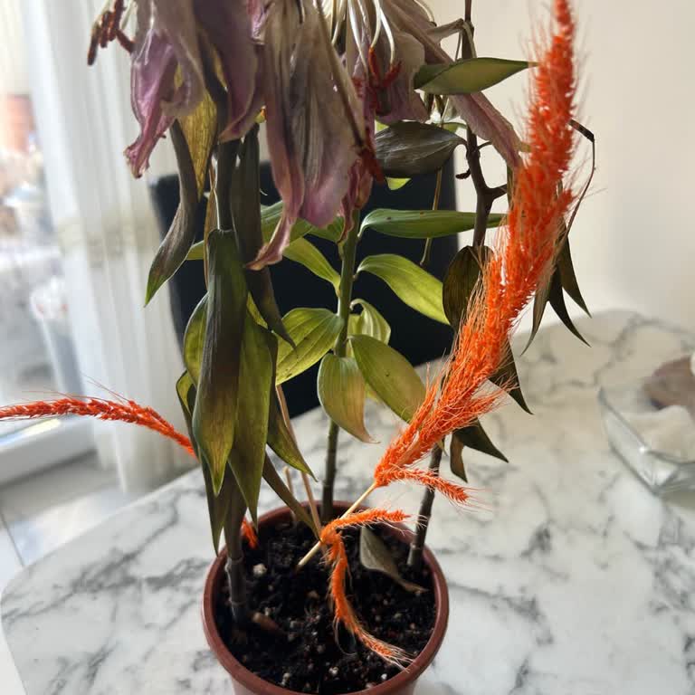 Lityum Çiçeği 13 Gün İçinde Soldu Ve Tam İade Talebi