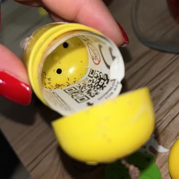 Bozulmuş Çikolatalı Sürpriz Yumurta Ve Kurt Oyuncağı Sağlık Sorunu