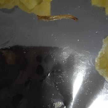 Patates Cipsinde Kurt Çocuk Sağlığını Tehlikeye Atıyor