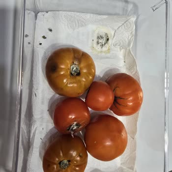 Sebzeleri Çabuk Çürüten Samsung Gardırop Tipi Buzdolabı İçin Değişim Talebi