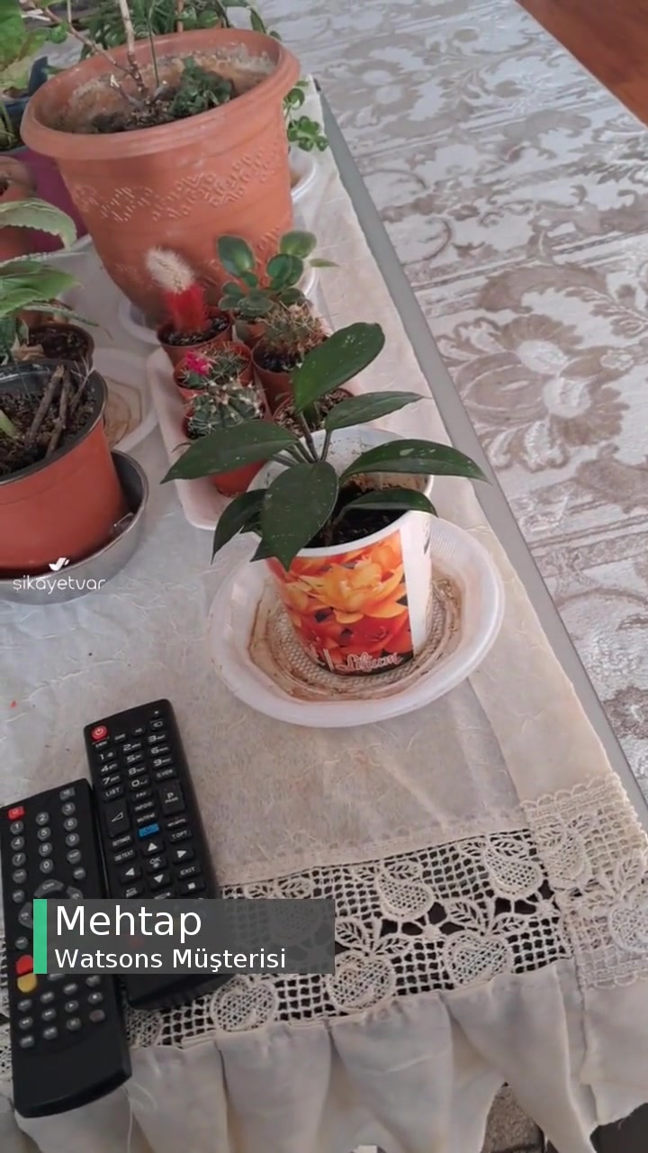 Watsons Şampuan İadesi! videonun kapak resmi