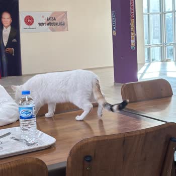 CİMER'den Yanıt Gelmeyen Ordu Fatsa KYK Yurdu Yemekhanesindeki Kedili Hijyen Sorunu