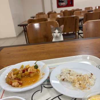 CİMER'den Yanıt Gelmeyen Ordu Fatsa KYK Yurdu Yemekhanesindeki Kedili Hijyen Sorunu