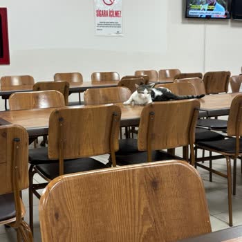 CİMER'den Yanıt Gelmeyen Ordu Fatsa KYK Yurdu Yemekhanesindeki Kedili Hijyen Sorunu