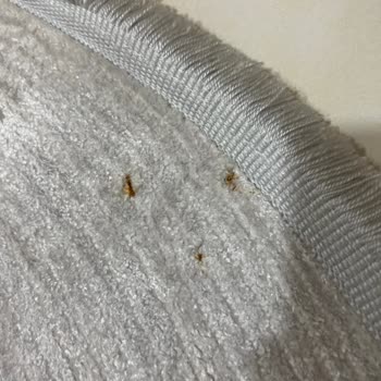 Artı Halı Yıkama’da Teslimat Gecikmesi Ve Zımba İzli Küflü Halı Üzerine 1000 TL İade Talebi