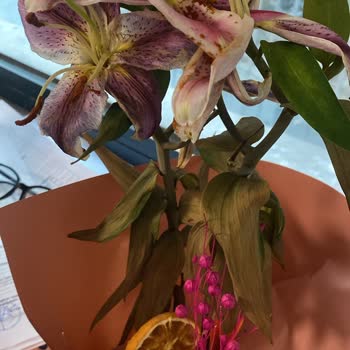 Saksı Çiçeği Çabuk Çürüdü, Destek Talebi