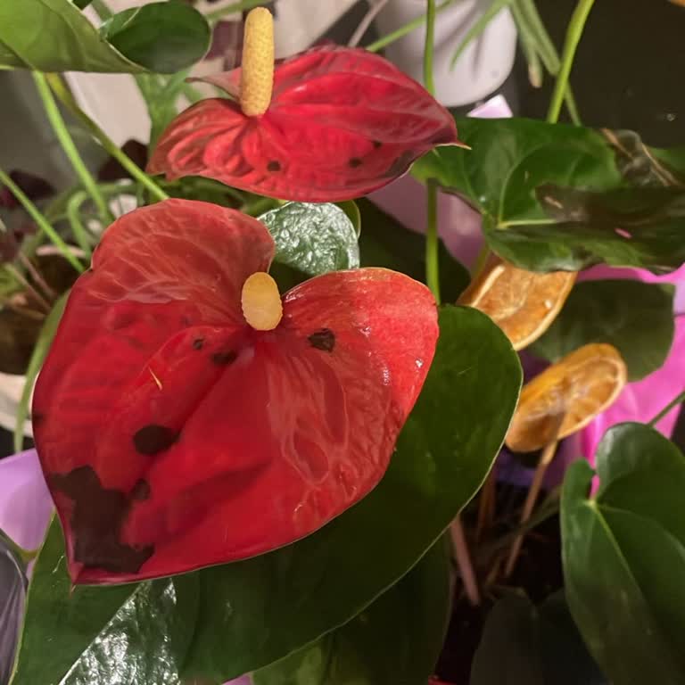 Taze Çiçek | Tazecicek.com Görseliyle Uyuşmayan Ve Yırtık Çiçekli Hediye: Hayal Kırıklığı