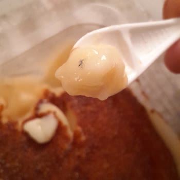 Osmanoğlu Mısır Ürününde Sinek Tespiti