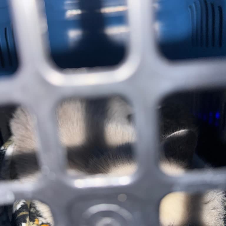 Pegasus Kedim İçin Aşı Gecikmesi Nedeniyle Uçuş Reddi Ve Personel Tavırları