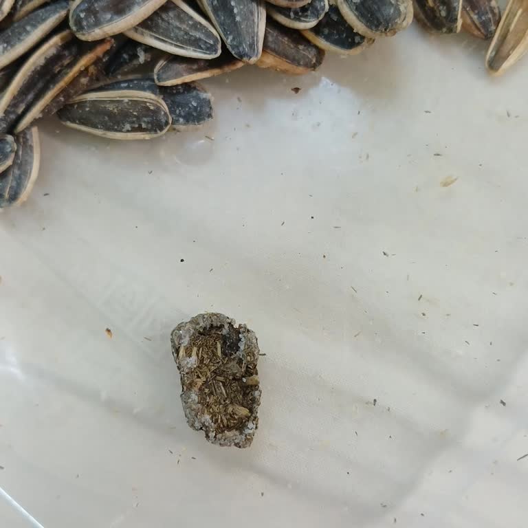 BİM Simbat Çekirdeğinde Hayvan Dışkısı Benzeri Madde Bulundu