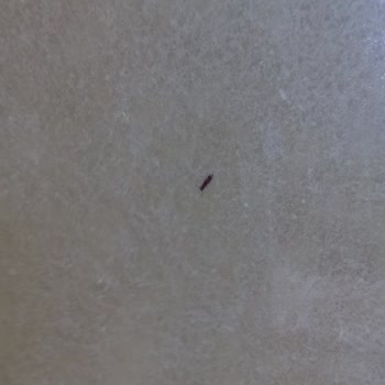 Böcekli Buğday Ürünü Alınması Gecikiyor Ve Müşteri Hizmetleri Yanıt Vermiyor