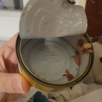 Fide Ton Balığında Çocuğu Tehdit Eden Kılçık