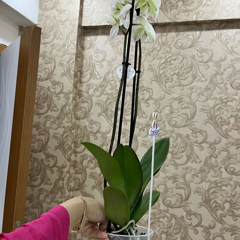 Yanlış Ürün Gönderimi: Mutlu Yıllar Baskılı Saksı Yerine Şeffaf Plastik Saksı Teslim Edildi