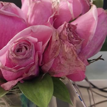 Taze Çiçek | Tazecicek.com Aldığım Çiçekler Bayat Ve Susuz Geldi