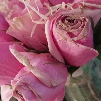 Taze Çiçek | Tazecicek.com Aldığım Çiçekler Bayat Ve Susuz Geldi