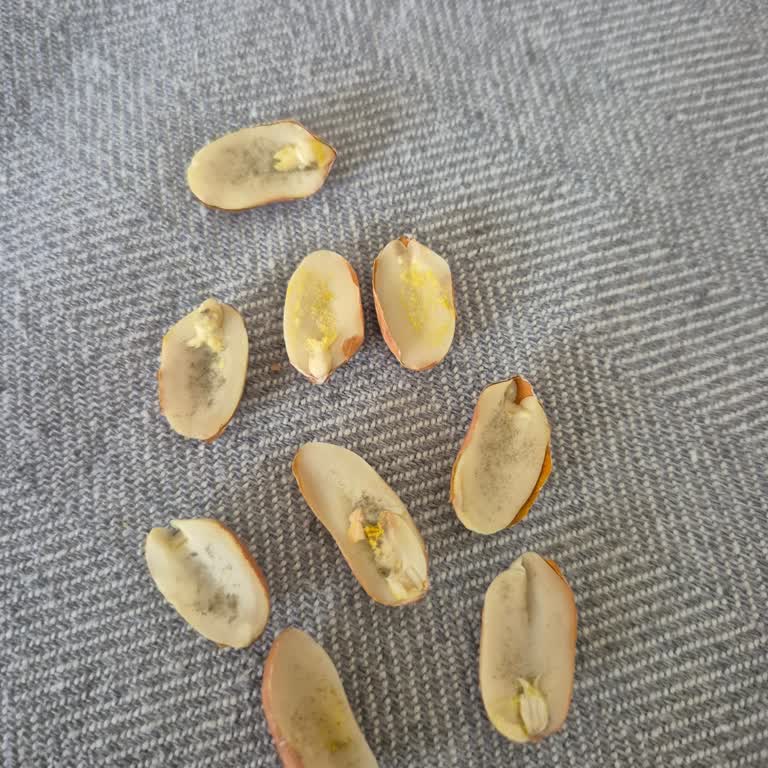 Tuğba Kuruyemiş Çiğ Yer Fıstıklarının İçi Barlı Küflü