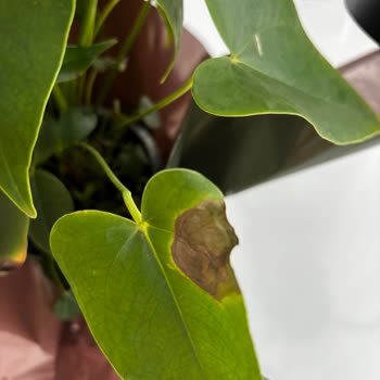 ÇiçekSepeti'nden Çürük Çiçek Teslimatı ve Yetersiz Müşteri Hizmetleri