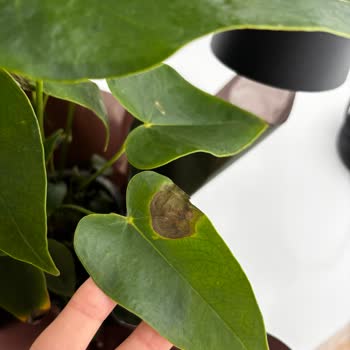 ÇiçekSepeti'nden Çürük Çiçek Teslimatı ve Yetersiz Müşteri Hizmetleri