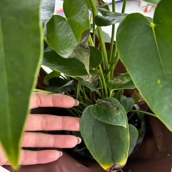 ÇiçekSepeti'nden Çürük Çiçek Teslimatı ve Yetersiz Müşteri Hizmetleri