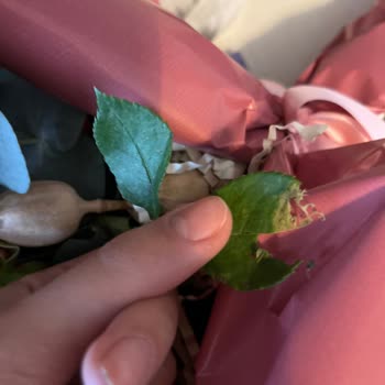 Solmuş Ve Yırtılmış Çiçek Teslimatı, Özel Günüm Mahcup Oldu