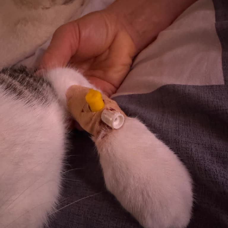 Apex Veteriner Kliniği'nde Acil Durumda Duyarsız Yaklaşım Ve Mükerrer Ücretlendirme