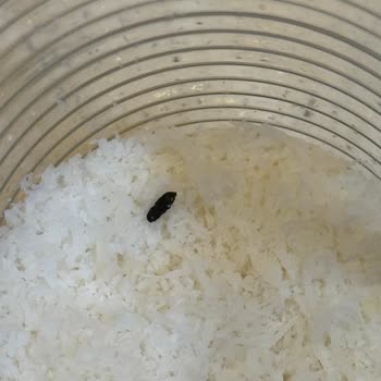 Fare Dışkısı İçeren Hindistan Cevizi Ürünü: Sağlık Riski Ve İade İsteği