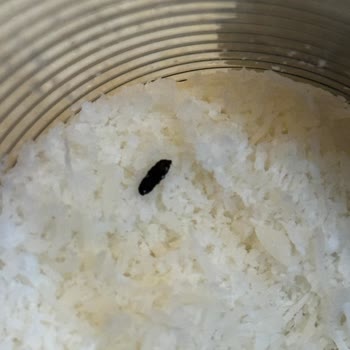 Fare Dışkısı İçeren Hindistan Cevizi Ürünü: Sağlık Riski Ve İade İsteği