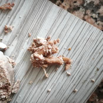 Torku Dana Kavurmasında Deri Görünümlü Sert Parçalar Ve Sağlık Endişesi