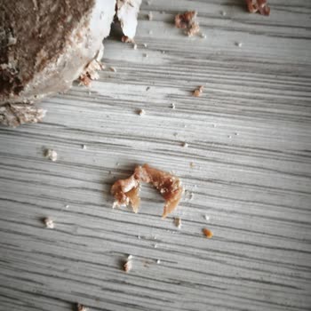 Torku Dana Kavurmasında Deri Görünümlü Sert Parçalar Ve Sağlık Endişesi