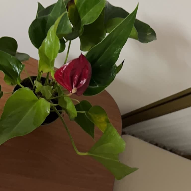 Görseldeki Çiçekle Uyuşmayan Kırık Ve Kuru Aranjman, Güvenim Sarsıldı