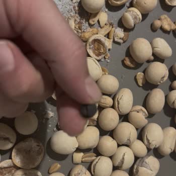 Trendyol Hızlı Market Böceklenmiş Kuruyemişlerde Gıda Güvenliği İhlali