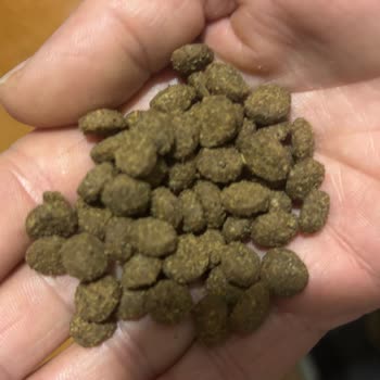 Farmina Kedi Maması Renk Değişikliği Ve Kusma Sorunu İle 10 Kg Boşuna Atıldı