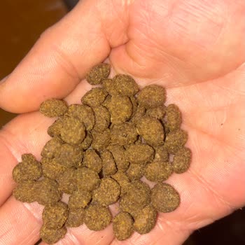 Farmina Kedi Maması Renk Değişikliği Ve Kusma Sorunu İle 10 Kg Boşuna Atıldı