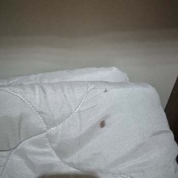 Milenyum İstanbul Bungalov'da Hem Hizmet Kalitesi Hem De Temizlik Açısından Hayal Kırıklığı Yaşadım