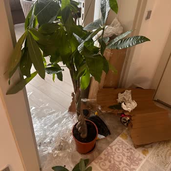 Kırık Saksı Ve Kopuk Dallarla Teslim Edilen Ağaç İçin Tazminat Talebi