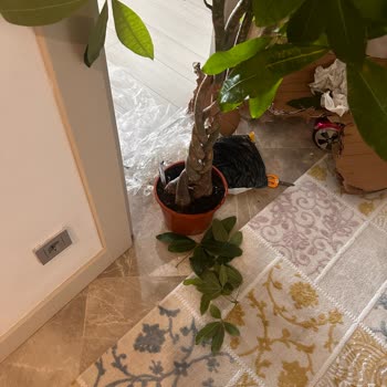 Kırık Saksı Ve Kopuk Dallarla Teslim Edilen Ağaç İçin Tazminat Talebi