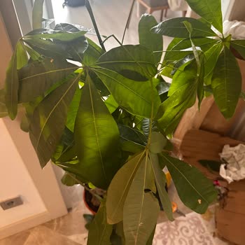 Kırık Saksı Ve Kopuk Dallarla Teslim Edilen Ağaç İçin Tazminat Talebi