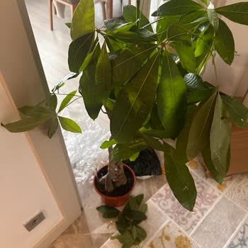 Kırık Saksı Ve Kopuk Dallarla Teslim Edilen Ağaç İçin Tazminat Talebi