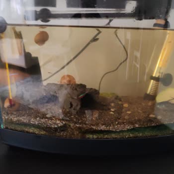 Yanlış Elektrik Kesintisi Buzdolabı Ürünlerini Bozdu, Akvaryum Balıklarını Öldürdü