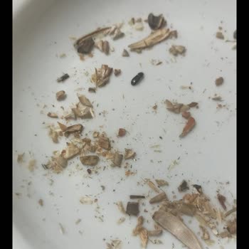 Şok Market Bağdat Caddesi Şubesinde Amigo Çekirdek İçinde Böcek Çıktı