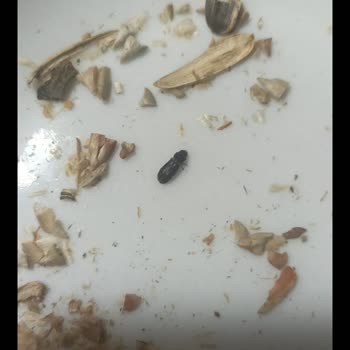 Şok Market Bağdat Caddesi Şubesinde Amigo Çekirdek İçinde Böcek Çıktı